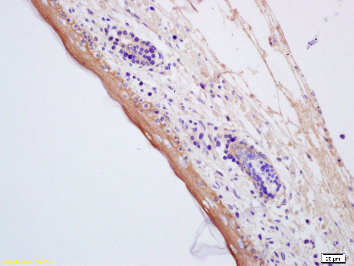 Anti-Aquaporin-7/AQP7 Polyclonal Antibody