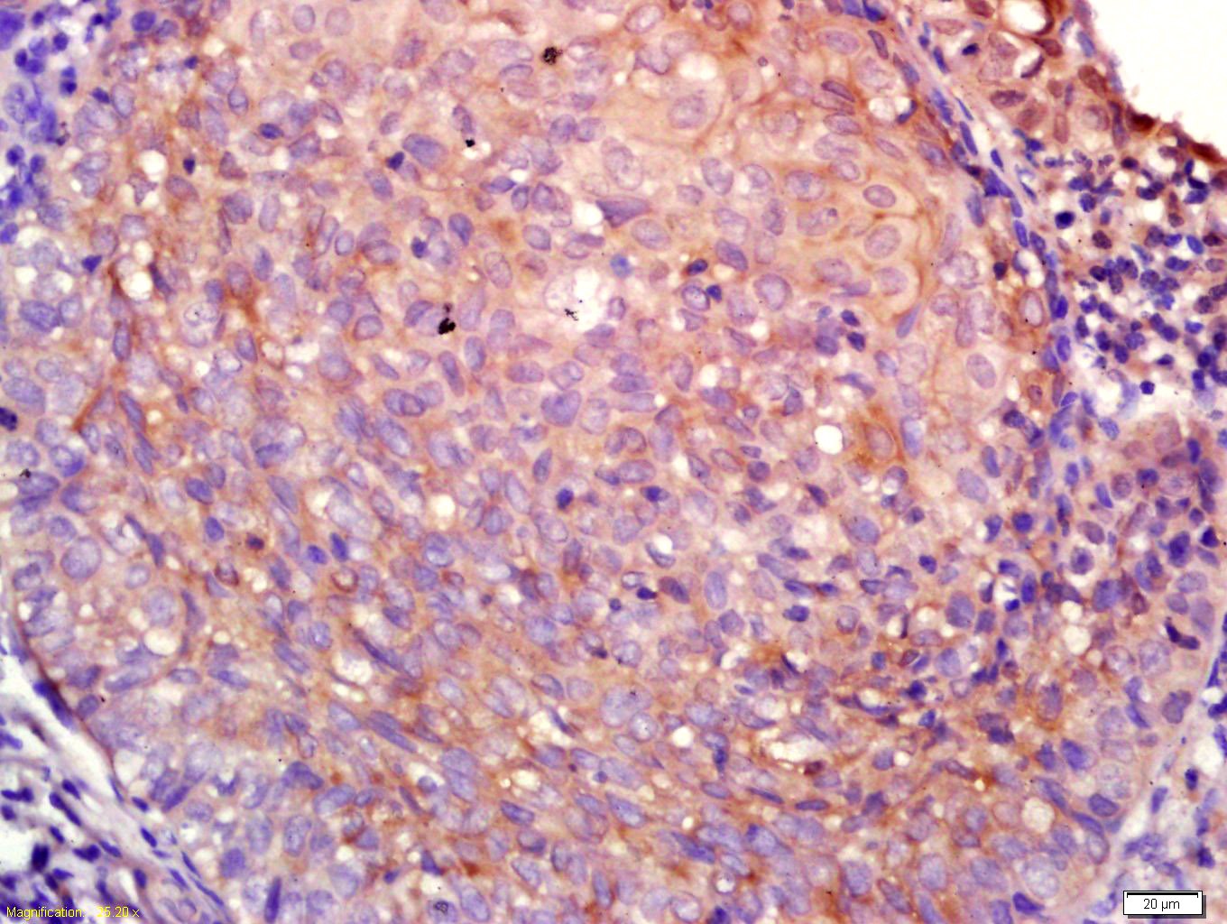 Anti-Aquaporin-4/AQP4 Polyclonal Antibody