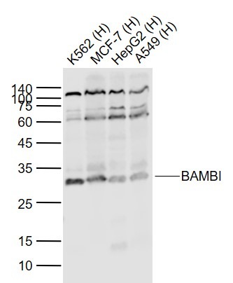 Anti-BAMBI Polyclonal Antibody