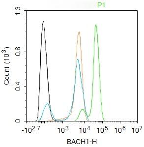 Anti-BACH1 Polyclonal Antibody