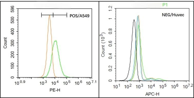 Anti-Aquaporin-7/AQP7 Polyclonal Antibody