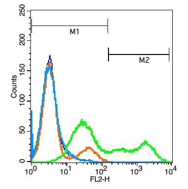 Anti-BAFF/TNFSF13B Polyclonal Antibody