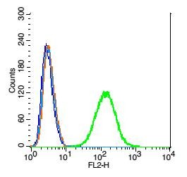 Anti-Arginase 1/ARG1 Polyclonal Antibody 2