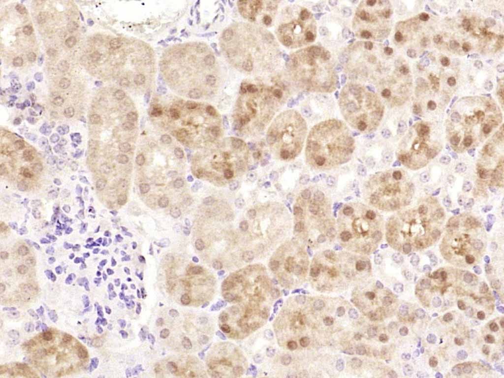 Anti-Argonaute-2 Polyclonal Antibody