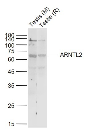 Anti-ARNTL2 Polyclonal Antibody