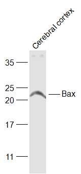 Anti-BAX Polyclonal Antibody 2