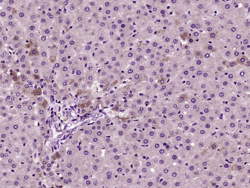 Anti-Arginase 1/ARG1 Polyclonal Antibody
