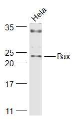 Anti-BAX Polyclonal Antibody 2