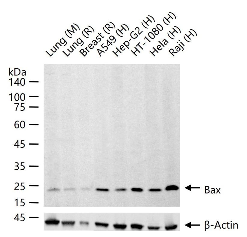 Anti-BAX Antibody (5X827)