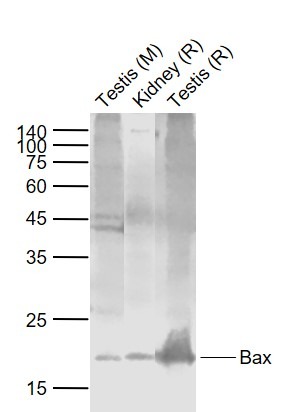 Anti-BAX Polyclonal Antibody 2