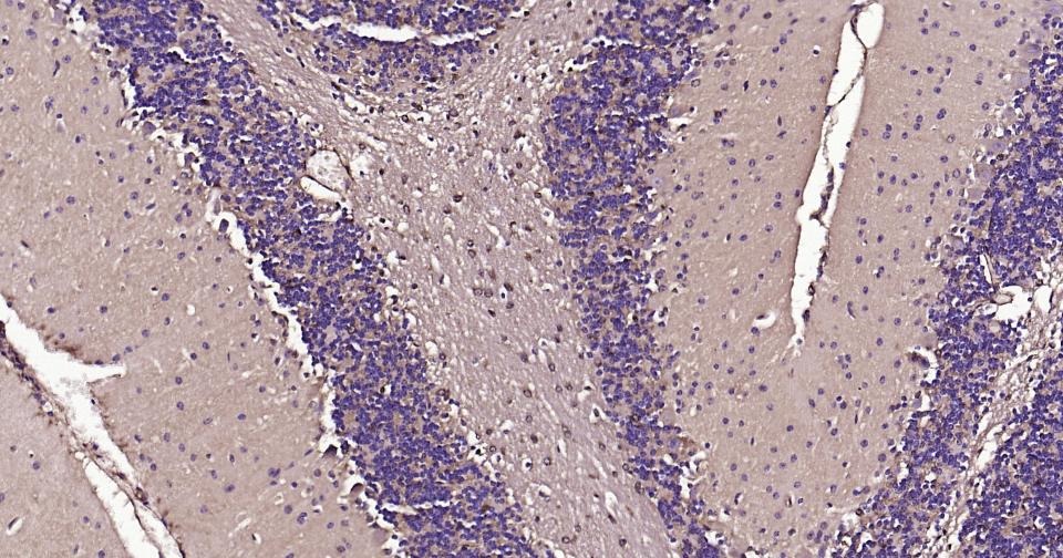 Anti-BDNF Antibody (1R78)