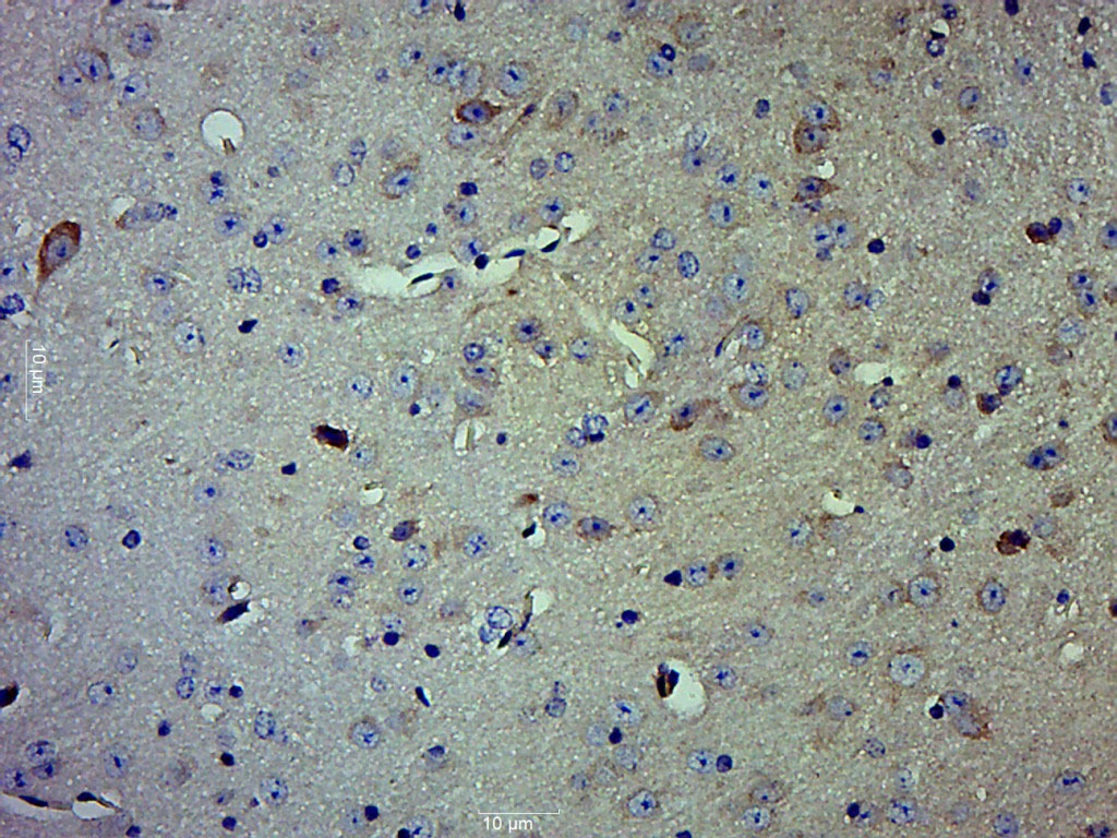 Anti-Caspase-1 p10 Polyclonal Antibody