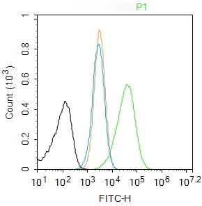 Anti-Caspase-1 p10 Polyclonal Antibody