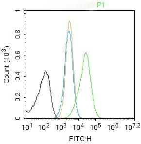 Anti-Caspase-1 p20 Polyclonal Antibody