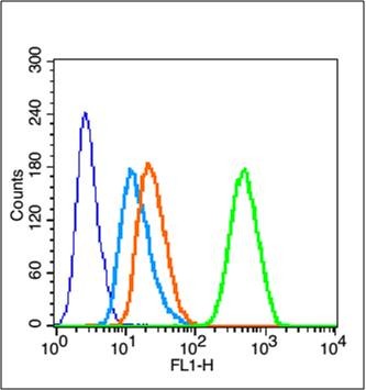 Anti-Caspase-1 p20 Polyclonal Antibody