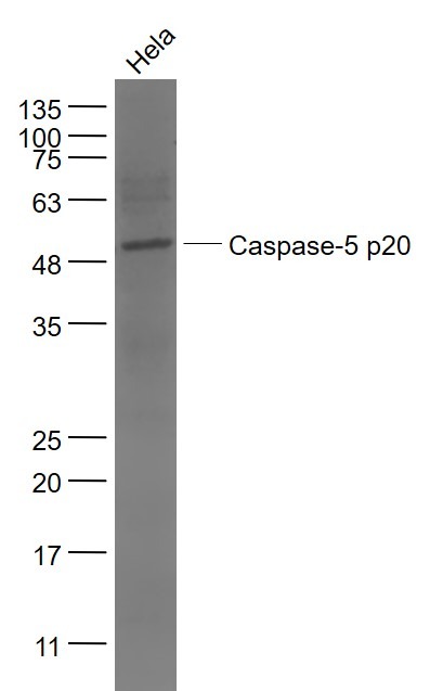 Anti-Caspase-5 p20 Polyclonal Antibody