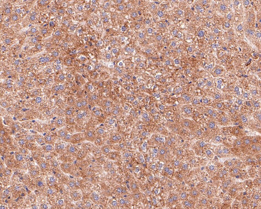 Anti-BCL2A1 Antibody (2U316)