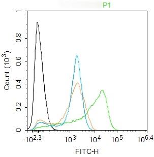 Anti-BCL-XL Polyclonal Antibody