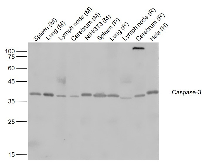 Anti-Caspase-3 Polyclonal Antibody