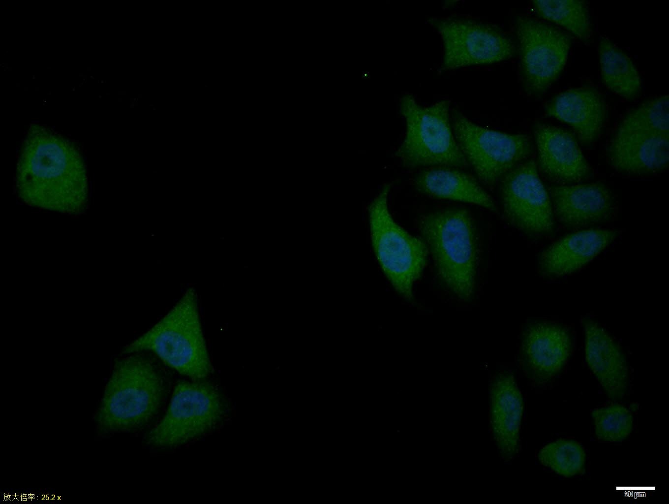 Anti-BCL-XL Polyclonal Antibody