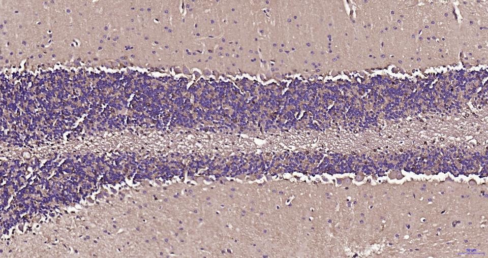 Anti-BDNF Polyclonal Antibody 3