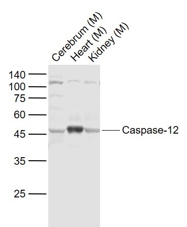 Anti-Caspase-12 Polyclonal Antibody