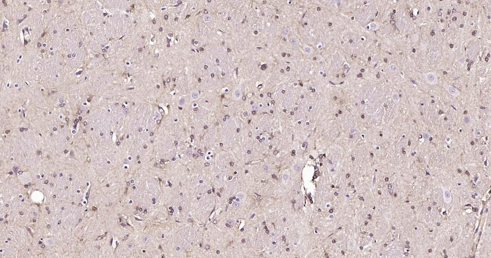 Anti-BDNF Antibody (1R78)