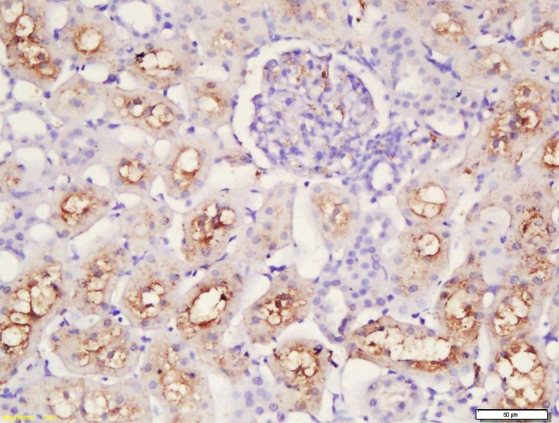 Anti-Caspase-12 Polyclonal Antibody