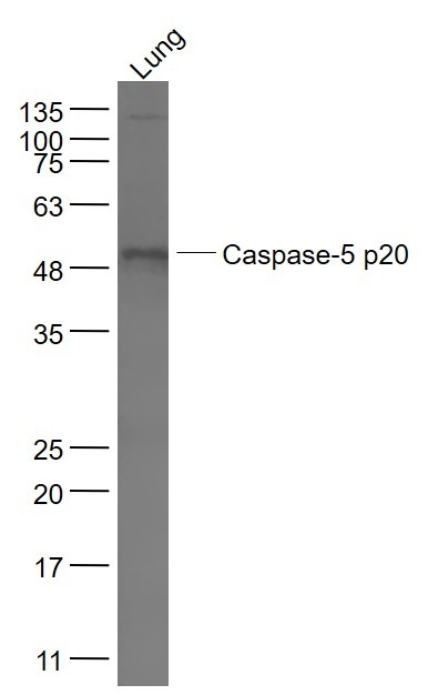 Anti-Caspase-5 p20 Polyclonal Antibody