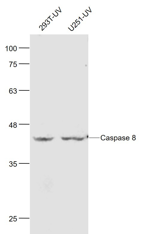 Anti-Caspase-8 Antibody (7P665)