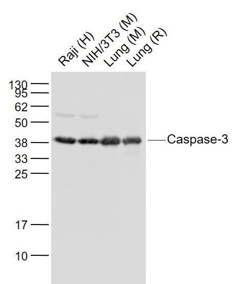 Anti-Caspase-3 Polyclonal Antibody