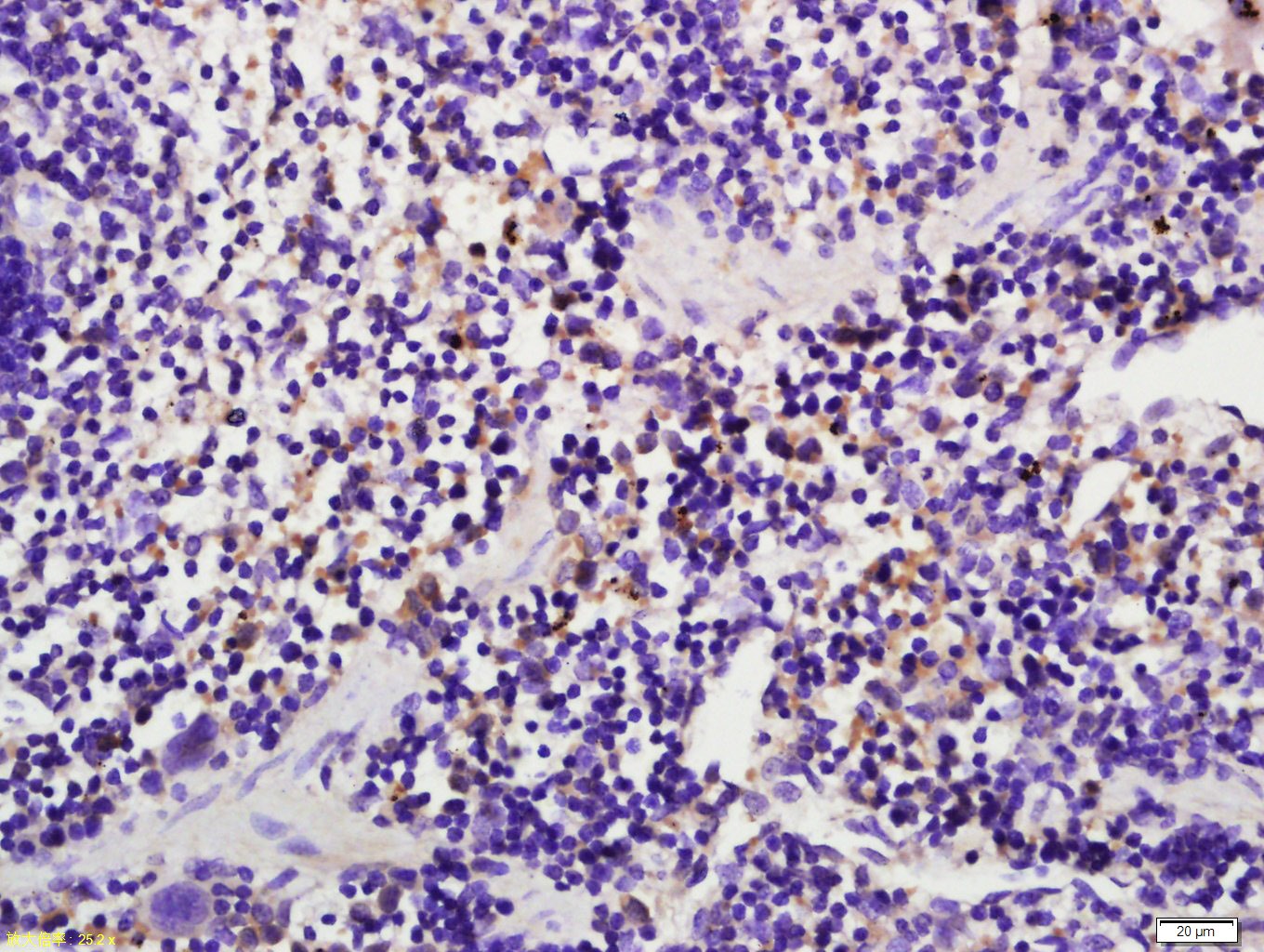 Anti-Caspase-1 p20 Polyclonal Antibody