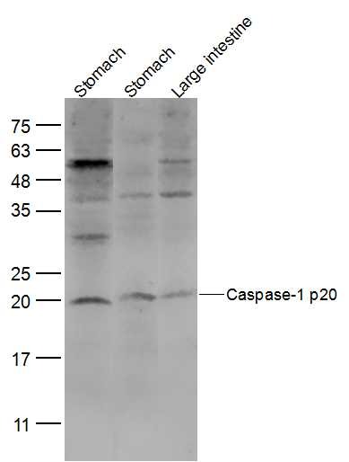 Anti-Caspase-1 p20 Polyclonal Antibody 2