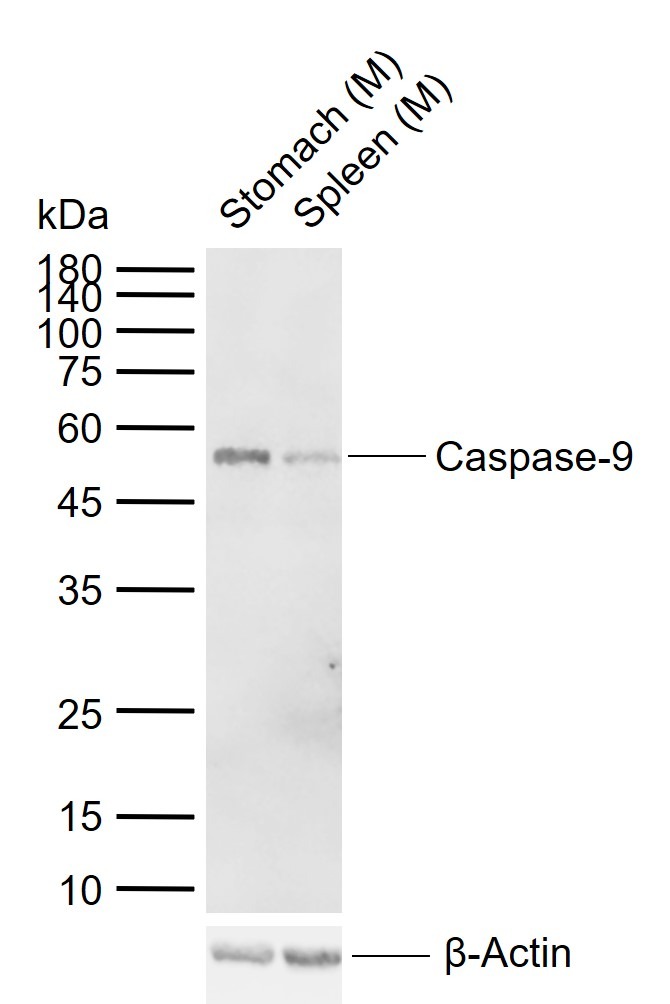 Anti-Caspase-9 Polyclonal Antibody