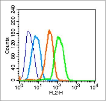 Anti-Caspase-8 subunit p18 Polyclonal Antibody