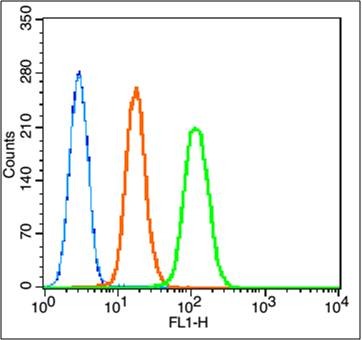 Anti-Caspase-9 Polyclonal Antibody 3