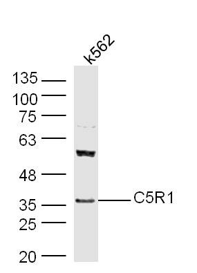 Anti-C5AR1 Polyclonal Antibody