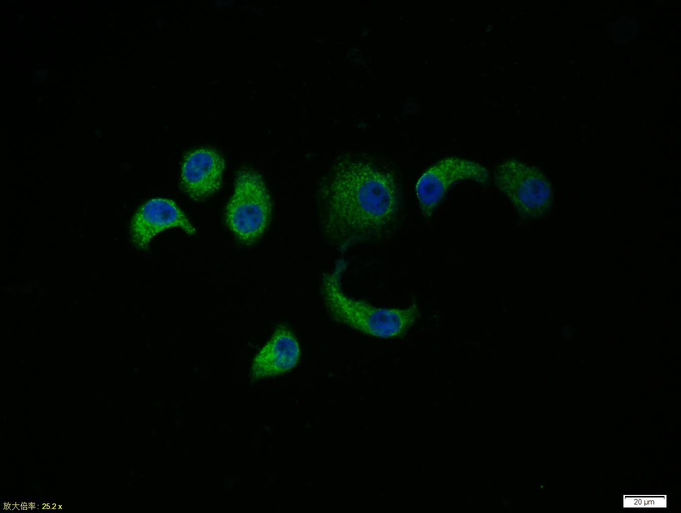 Anti-Caspase-9 Polyclonal Antibody