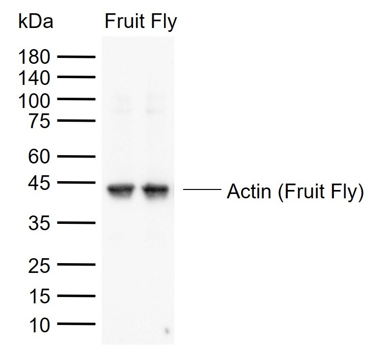 Beta-Actin (Fruit Fly) Loading Control Polyclonal Antibody
