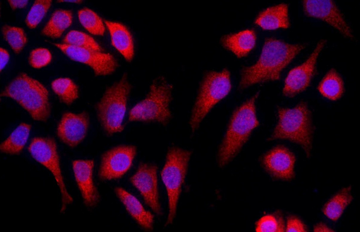 Anti-Caspase-9 Polyclonal Antibody