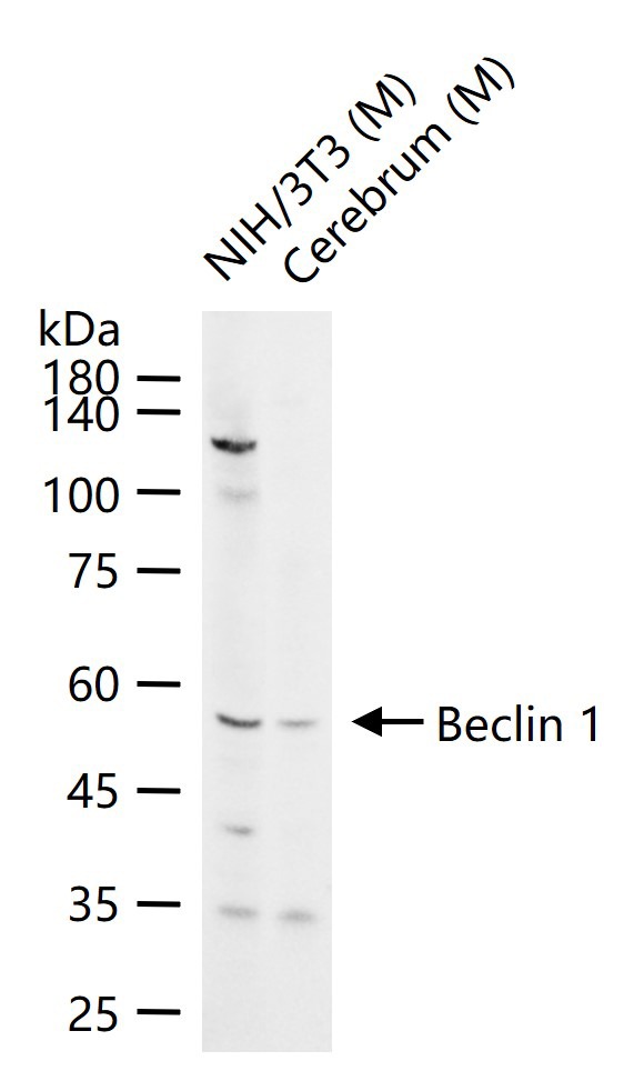 Anti-Beclin-1 Polyclonal Antibody