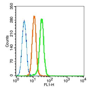 Anti-Caspase-9 Polyclonal Antibody