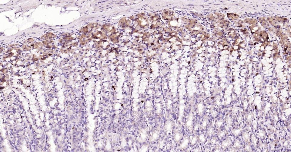 Anti-Beclin-1 Polyclonal Antibody