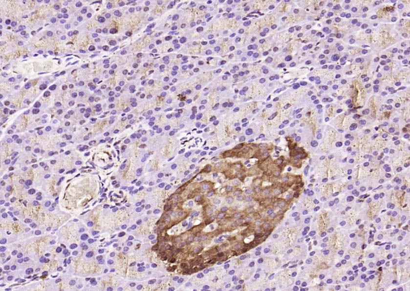 Anti-Caspase-9 Polyclonal Antibody 3