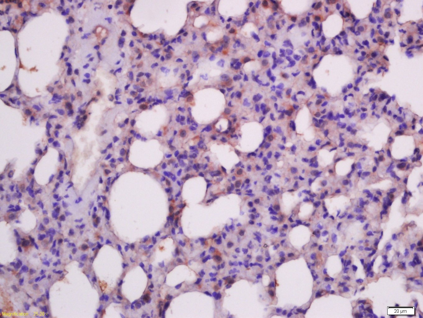Anti-Caspase-9 Polyclonal Antibody