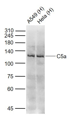 Anti-C5a Polyclonal Antibody