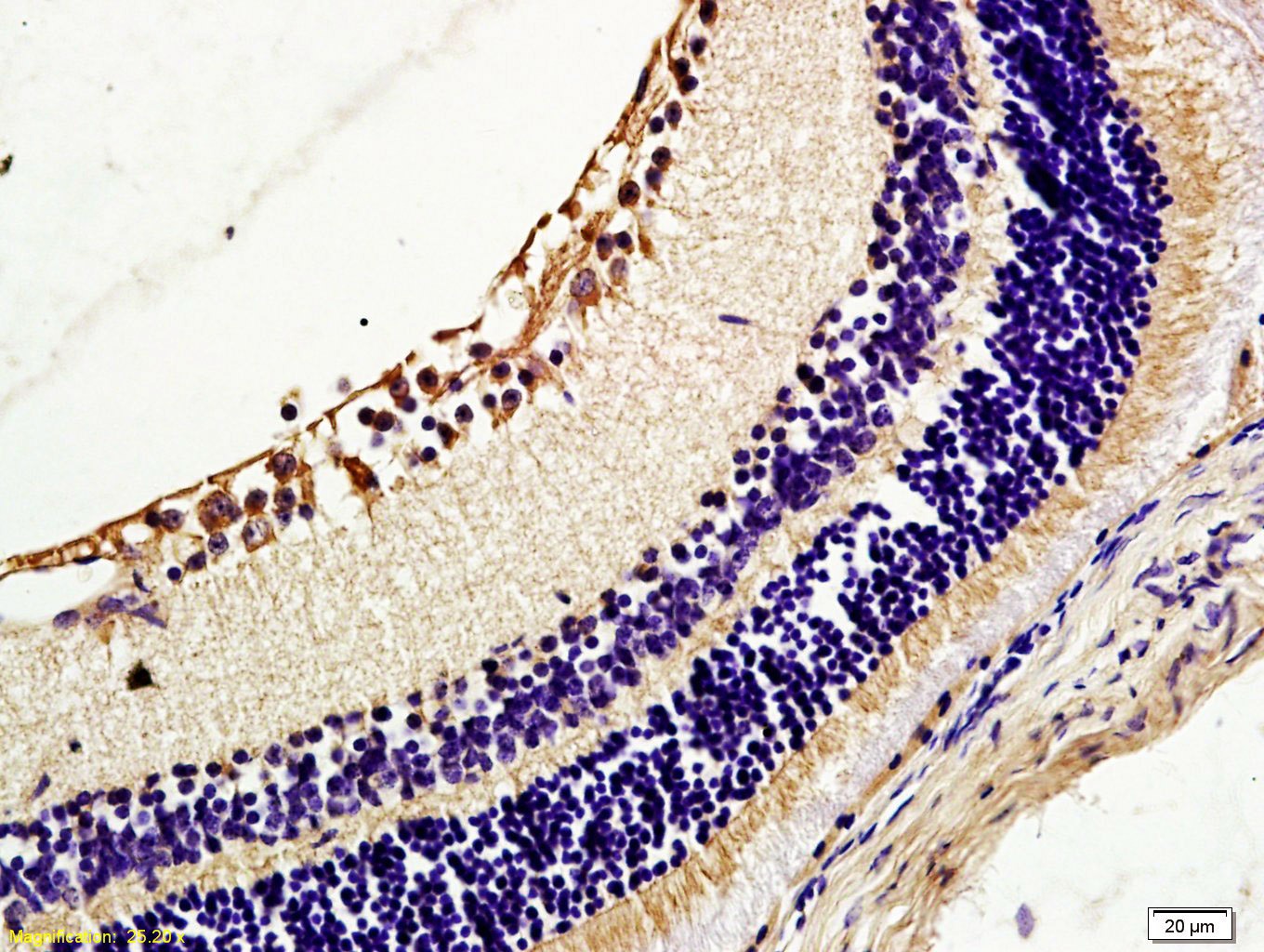 Anti-CAV1 Polyclonal Antibody