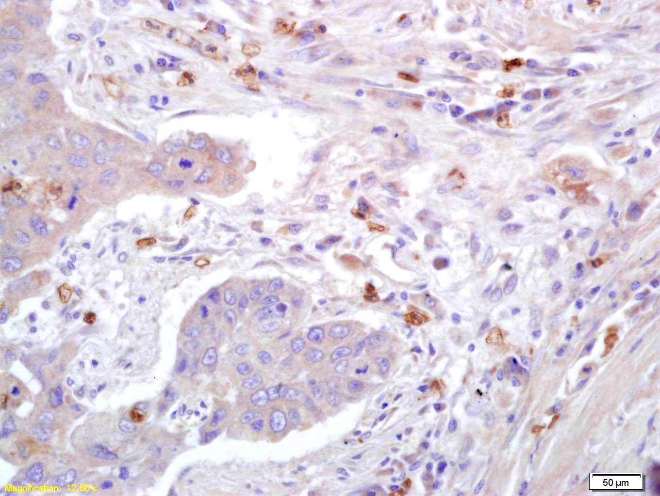 Anti-CAV1 Polyclonal Antibody