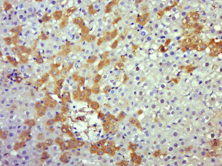 Anti-Caspase-8 subunit p18 Polyclonal Antibody