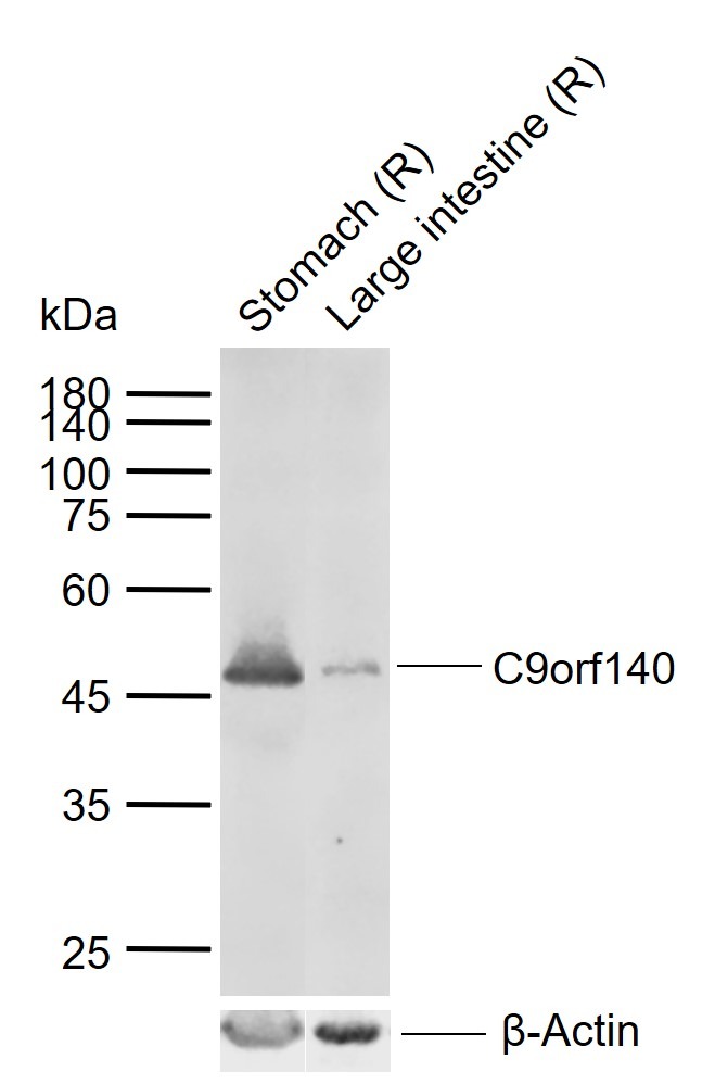 Anti-C9orf140 Polyclonal Antibody
